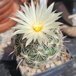 Coryphantha delaetiana Кветка