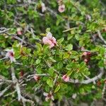 Prunus prostrata Leaf