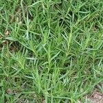 Carpobrotus glaucescens Leaf