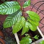 Davilla nitida Yaprak