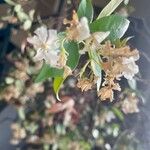 Trachelospermum jasminoides Virág