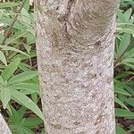 × Chitalpa tashkentensis Bark