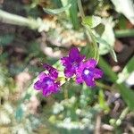 Anchusa officinalisKvět