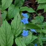 Omphalodes verna Blüte