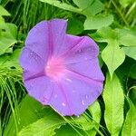 Ipomoea indica花