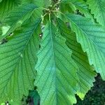 Quercus michauxii Leaf