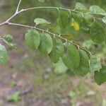 Pterocarpus angolensis Folha