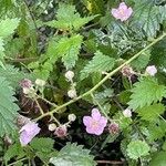 Rubus armeniacus Virág