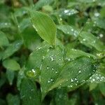 Arthraxon hispidus Leaf