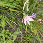 Hesperantha coccinea Flor
