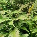 Blechnum appendiculatum Habitatea