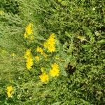 Senecio vernalis Habit