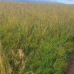 Themeda triandra Libunga