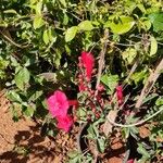 Ipomoea horsfalliae Blad