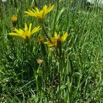 Tragopogon pratensis Хабит