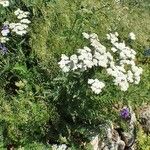 Achillea odorata Кора