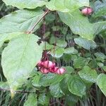 Euonymus latifolius Fiore