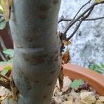 Bursera microphylla Lubje