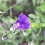 Salvia microphyllaFlor