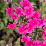 Verbena peruviana Flower