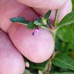 Cuphea carthagenensis Flower