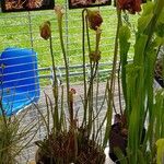 Sarracenia leucophylla Hábito