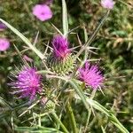 Notobasis syriaca Flower