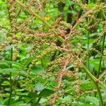 Astilbe rubra Övriga