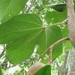 Acropogon macrocarpus 葉