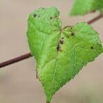 Pavonia cancellata Blad