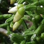 Rhipsalis cereuscula Flor