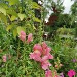 Antirrhinum australeFlower