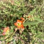 Sphaeralcea bonariensis Flower