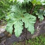 Heracleum sosnowskyi पत्ता