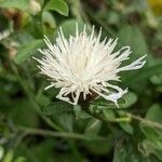 Centaurea scabiosaΛουλούδι