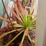 Drosera capensisΦύλλο