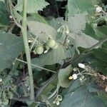 Solanum nigrum Фрукт