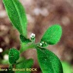 Myosotis speluncicola Leaf