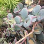 Sedum sieboldii Hábito