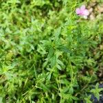 Oldenlandia corymbosaJani