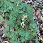 Dicentra canadensis Blatt