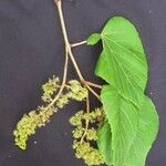 Vitis tiliifolia Ďalší