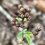 Hypericum punctatum Plod