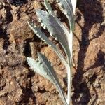 Centaurea diffusa Feuille