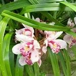 Cymbidium spp.ফুল