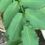 Sanguisorba alpina Leaf