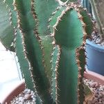 Euphorbia cooperi Hoja