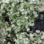 Dichondra argentea Συνήθη χαρακτηριστικά