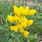 Baptisia sphaerocarpa Virág