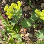 Alchemilla xanthochlora Лист